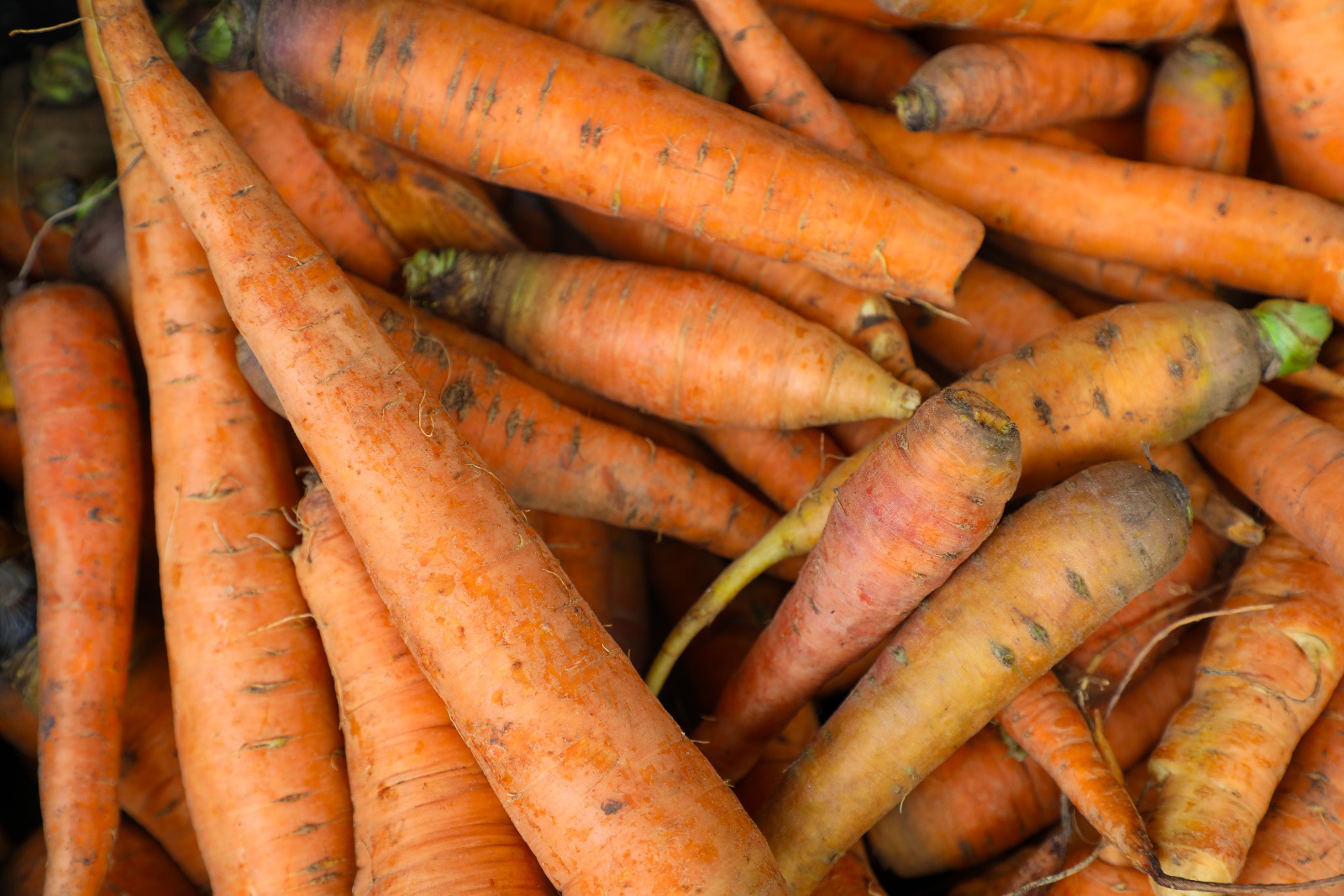 Carrot undefined