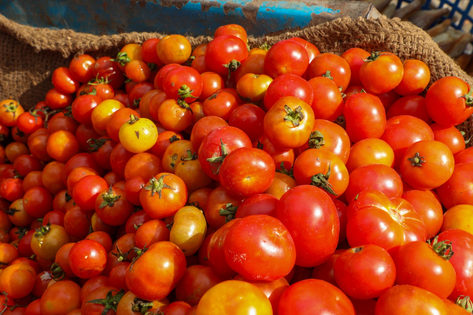 Cherry Tomato undefined