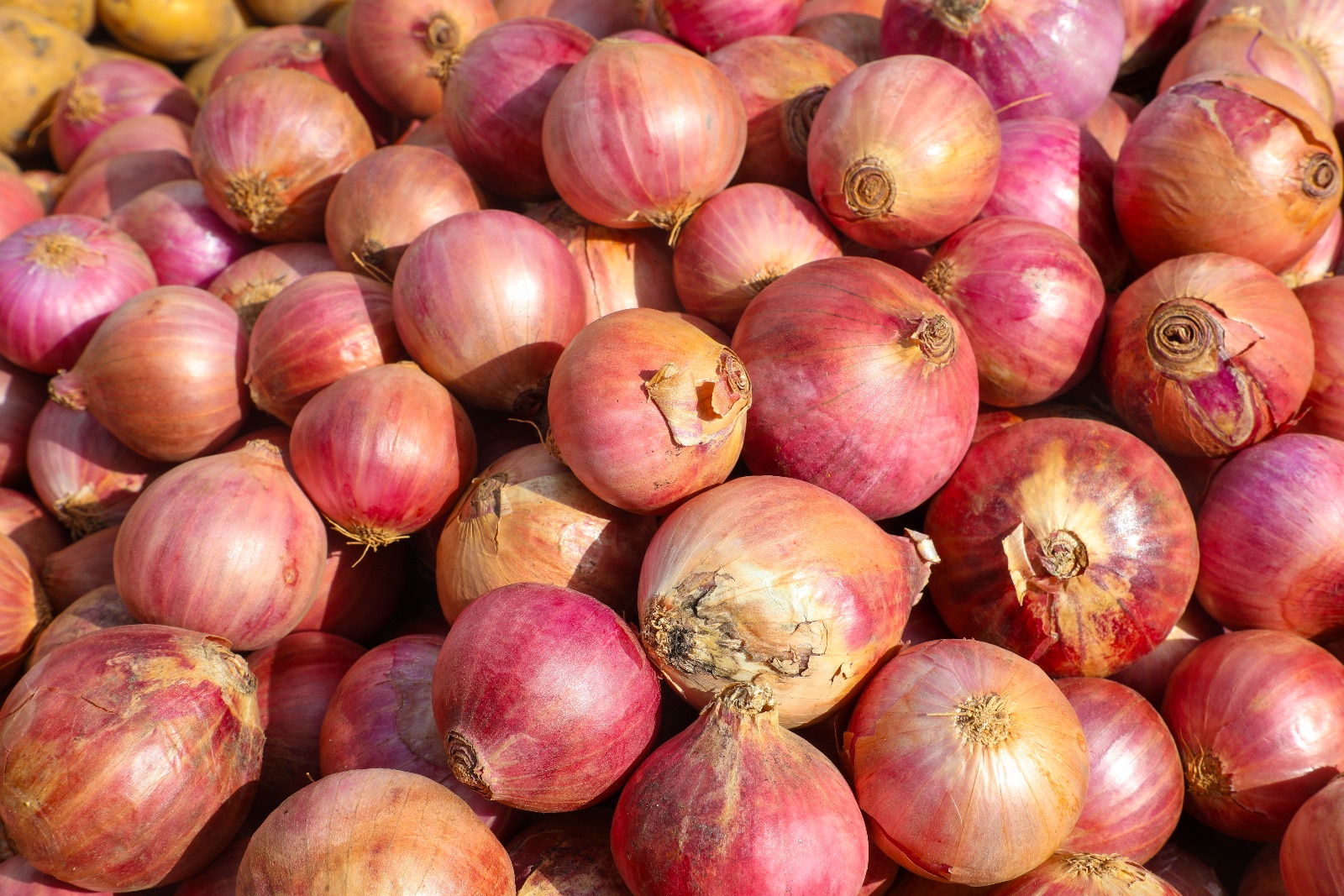 Onion Red