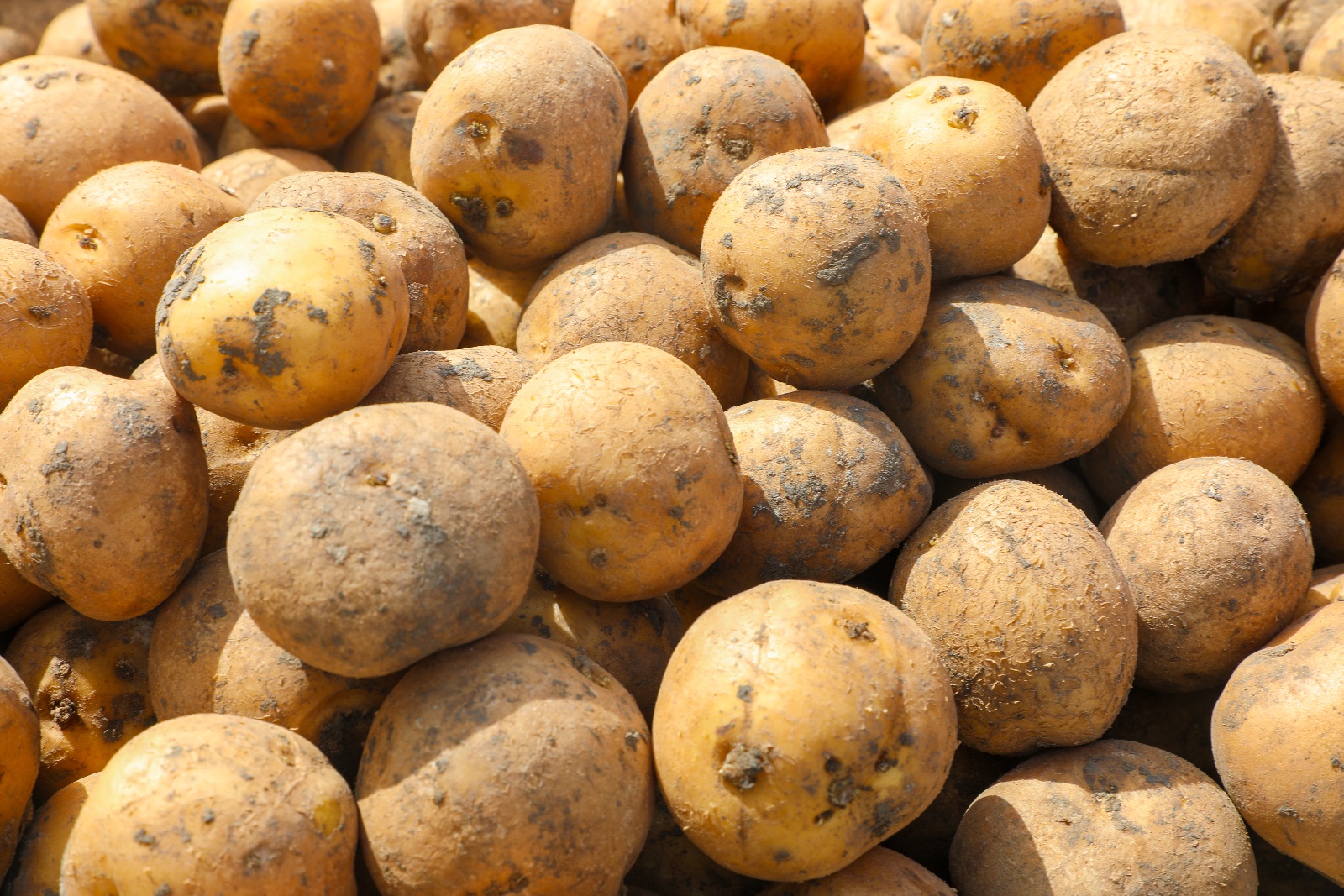 Potato undefined