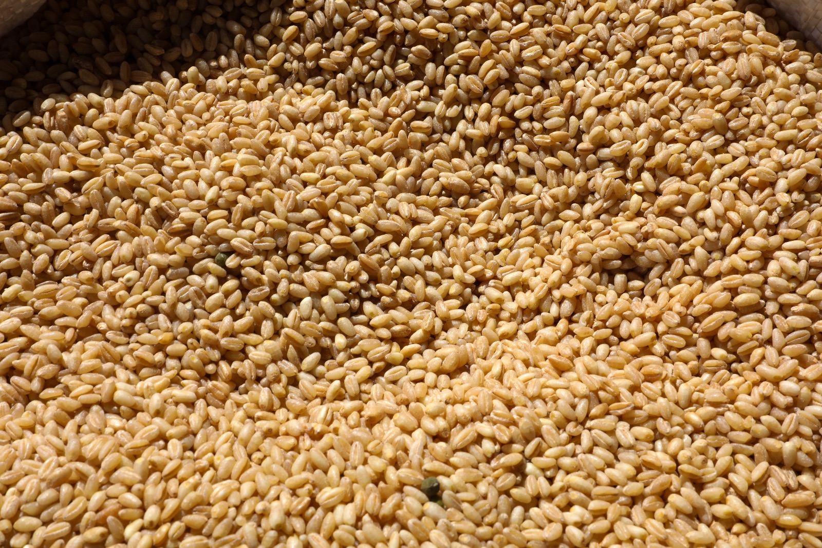 Wheat undefined